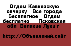 Отдам Кавказскую овчарку - Все города Бесплатное » Отдам бесплатно   . Псковская обл.,Великие Луки г.